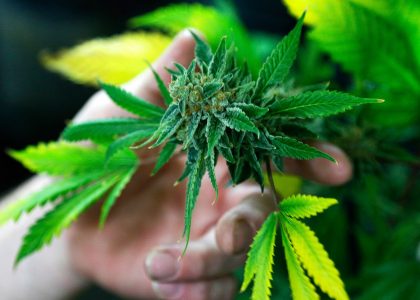 Факторы выращивания марихуаны