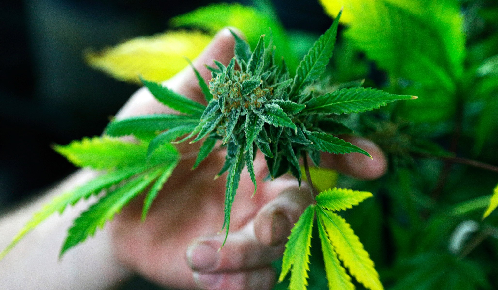 Факторы выращивания марихуаны